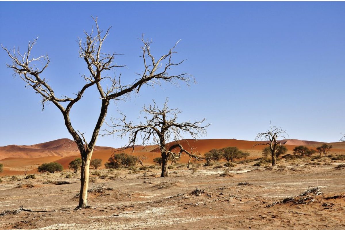 desertification
