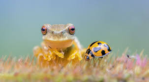 nature-conservancy
